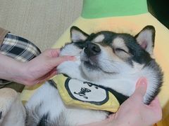 -逗柴咖啡屋·狗咖猫咖宠物桌游