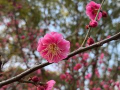 -红梅公园