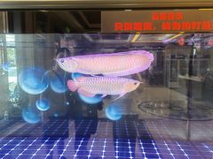 老板龙鱼-民族饭荘(新华大街店)