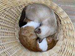 -李小姐の猫咖啡馆(五角场店)