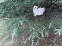 -欣宠猫屋·矮脚拿破仑·蓝金金渐层