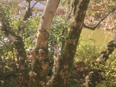 -上海醉白池公园