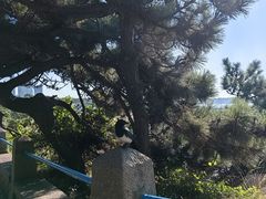 -八大关景区