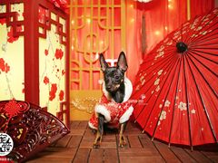 -超宠爱宠物摄影-Super pet
