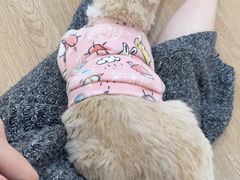 -1013 PET SHOP精品宠物商店(丁香店)