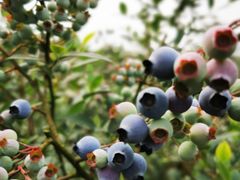 -金谷域澳洲庄园