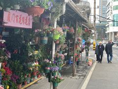 -溪岸路花鸟市场
