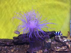 -芜湖新华联大白鲸海洋公园