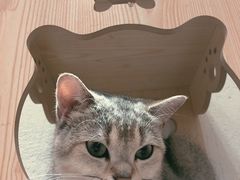 -猫色咖啡·猫咖