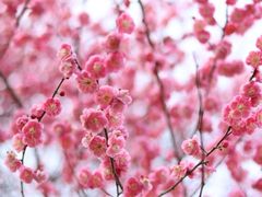 -雁荡山灵峰景区