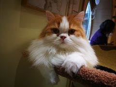 -猫和宫(六道口店)