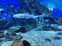 -海合安武汉极地海洋公园