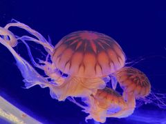 -上海海洋水族馆