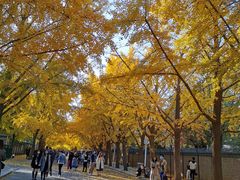 -三里屯东五街银杏大道