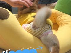 -逗柴咖啡屋·狗咖猫咖宠物桌游