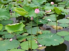 -三圣花乡旅游区