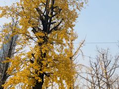 -两江幸福广场