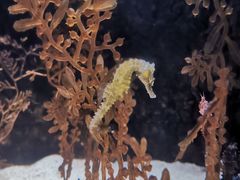 -正佳极地海洋世界