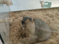 -怪兽屋·羊驼·猫咖·狗咖(俊华广场店)