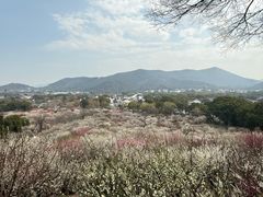 -香雪海