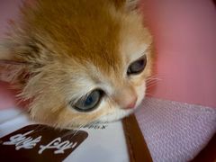 -瑞派福兴宠物医院犬猫全科·骨科·中西医结合(河东店)