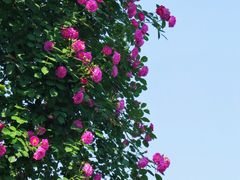 -颐和路民国时期公馆风貌区