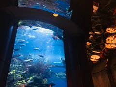 -迪拜帆船酒店海底餐厅