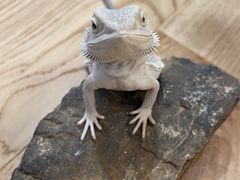 -酷以爬仙阁实体爬宠店·守宫·蜥蜴·专业繁育