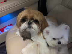 -帕帕拉兹宠物(亚洲旗舰店)