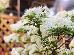 -双季花艺园艺市场(浦东店)
