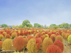 -花开海上生态园