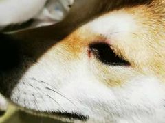 -逗柴咖啡屋·狗咖猫咖宠物桌游