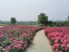 -水西公园