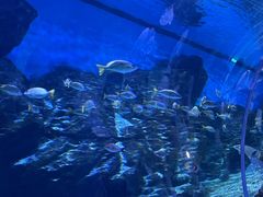 -海合安武汉极地海洋公园