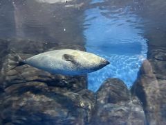 -上海海洋水族馆