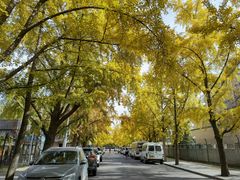 -三里屯东五街银杏大道