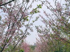 -福建鲤鱼洲酒店