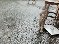 -猫岛主趣味餐厅(鼓浪屿店)