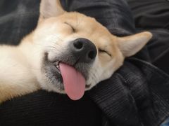 -浣熊柯尔鸭土拨鼠·电玩咖