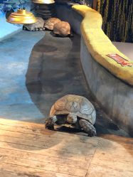 -未来动物城动物主题公园(大悦城店)