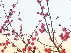 -新建村梅花