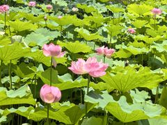 -陈家山荷花公园