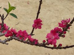 -南国桃园旅游度假区