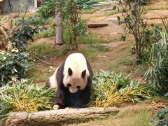 -香港海洋公园