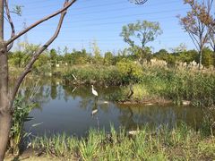 -上海长兴岛郊野公园