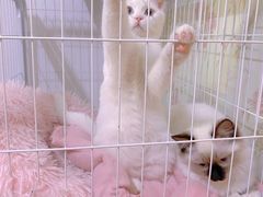 -宠颐生中康贝怡动物医院