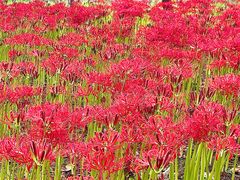 -白塘生态植物园