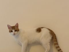 -爱诺耐芙动物医院(万博店)