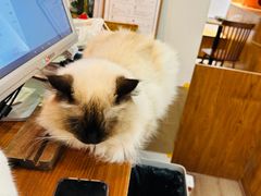 -有猫主题·治愈系猫咖(曾厝垵店)