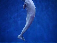 -芜湖新华联大白鲸海洋公园